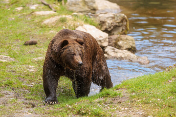 male brown bear (Ursus arctos) out of the water