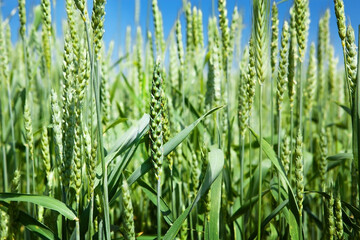Ears of green wheat, close-up, against the blue sky. Rich harvest idea, harvest time concept.