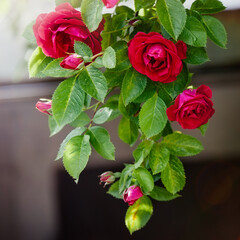 A large bunch of red roses hanging down.