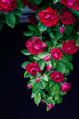 Bush od red roses flowers on dark wall background. Blooming roses bush close up.