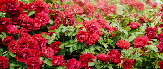 Blurred abstract background. Beautiful rambling Rose (Rosa)