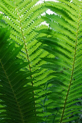 The vertical photo is completely filled with sunlit green fern leaves