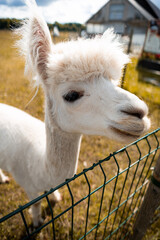 white llama portrait