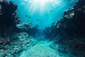 Canyon underwater in the reef with sunlight through water surface, Pacific ocean, natural scene, French Polynesia