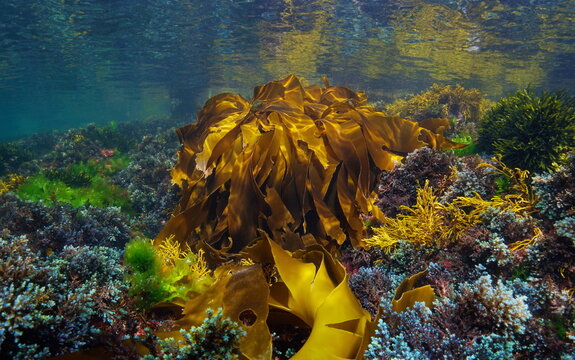 Various seaweed underwater in the Atlantic ocean with golden kelp alga, Laminaria ochroleuca, natural scene, Spain, Galicia