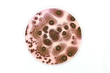 A Petri dish with fungal colonies in the Microbiology laboratory. 