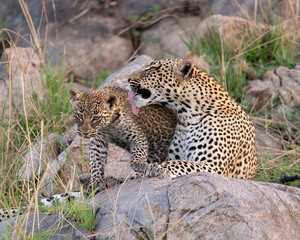 Mother African Leopard licking her cub