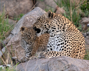 Fototapeta premium Mother African Leopard nuzzling her cub