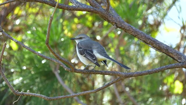 A Northern mockingbird bird perched on a tree branch