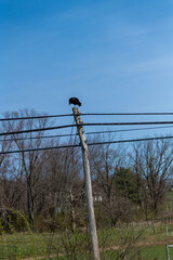 Turkey vulture perched on telephone pole