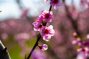 Close up view of blooming peach trees in fruit orchard