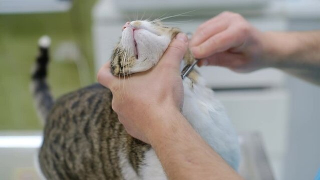 The vet hands shave cat hair on the neck to prepare the animal for taking a blood sample from the carotid artery