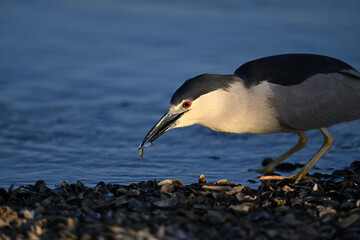 Black-crowned Night Heron, aka Nycticorax nycticorax portrait