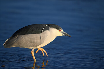Obraz premium Black-crowned Night Heron, aka Nycticorax nycticorax portrait