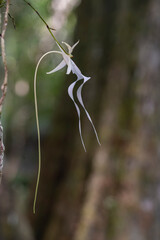 La orquídea fantasma en inglés : Ghost Orchid