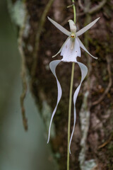 La orquídea fantasma en inglés : Ghost Orchid