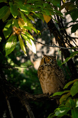 Great Horned Owl on a Tree with Leaves and Natural Environment, Gazing to the Side with Yellow Eyes Wide Open