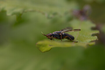 Dorycera graminum - Picture-winged fly - Dorycere