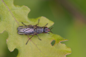 Naklejka premium Dorycera graminum - Picture-winged fly - Dorycere