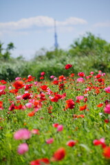 江戸川河川敷のポピー畑　江戸川松戸フラワーライン
