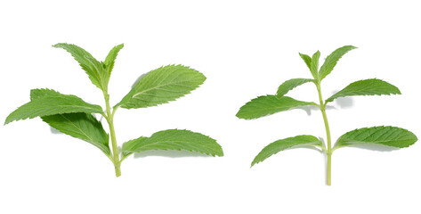 Green mint leaf on white isolated background, close up