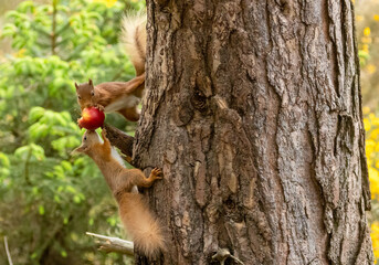 Two very cute scottish red squirrels in the woodland on a tree sharing a red apple on a branch in...