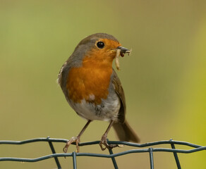 Gorgeous little robin redbreast bird gathering bugs in the woodland with natural green background 
