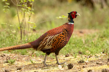 Beautiful bright and colourful plumage on a male pheasant walking through the forest in the grass