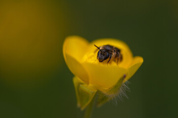Lasioglossum leucozonium - Lasioglossum similis - White-zoned Furrow Bee - Lasioglosse bandes - blanches