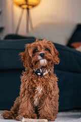 Cavapoo