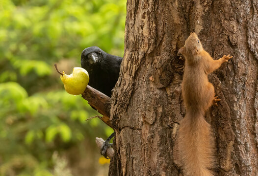 Large black carrion crow, corvid bird, eating a fresh green pear in the forest watched by a cute little scottish red squirrel on a tree trunk