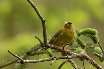 Beautiful greenfinch bird perched on a branch in the woodland with natural forest background