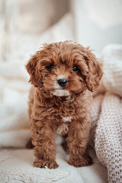 Cavapoo Puppy