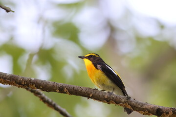 Narcissus Flycatcher (Ficedula narcissina) male in Japan