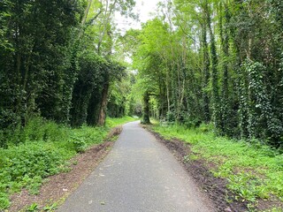 Fototapeta na wymiar Asphalt road among trees and shrubs.