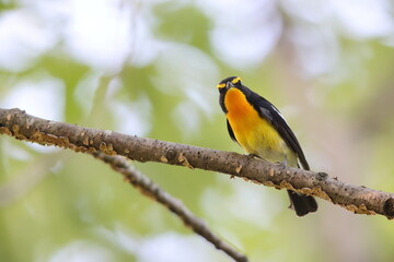 Narcissus Flycatcher (Ficedula narcissina) male in Japan