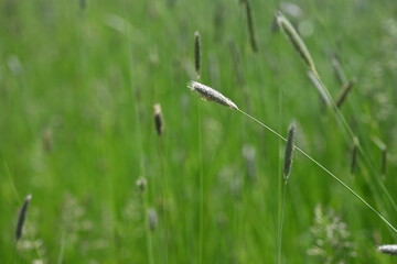 spring green grass spikelets, lush spring meadow 