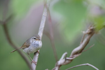 Japanese Bush Warbler or Japanese Nightingale (Cettia  or Horornis diphone) in Japan