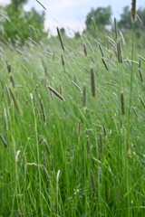 Juicy green spring grass in the meadow, succulent green cereal plants in the field, tender green meadow spikelets, grass texture background, close-up spikelets moving in the wind