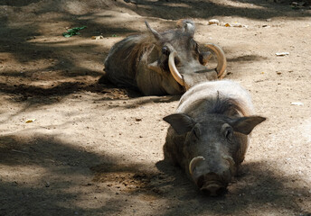 Fototapeta premium Pair of adult warthogs in the dirt