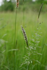 Fototapeta premium Juicy green spring grass in the meadow, succulent green cereal plants in the field, tender green meadow spikelets, grass texture background, close-up spikelets moving in the wind