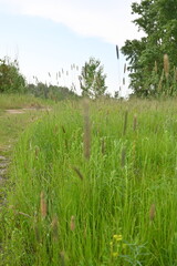 Juicy green spring grass in the meadow, succulent green cereal plants in the field, tender green meadow spikelets, grass texture background, close-up spikelets moving in the wind