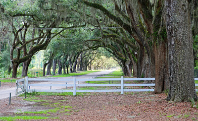 White fence in oak alley - Wormsloe Plantation, Savannah, Georgia