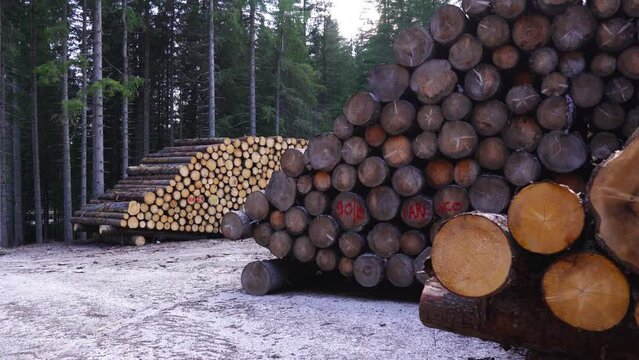 Wooden logs in piles sorted in the woods