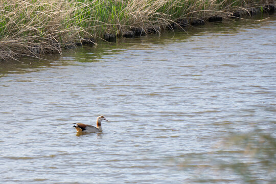 Egyptian goose swimming on a spring evening, Groede, Ne.