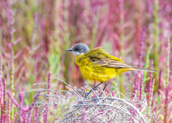 Little beauty
Yellow Wagtail 