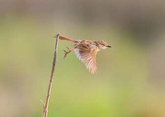 Little beauty
Graceful Prinia 