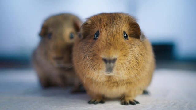 Close up super cute ginger guinea pigs sitting on examination table in modern veterinarian clinic for checkup appointment. Cute mammals pets calmly posing for dolly shot. Vet business copy background