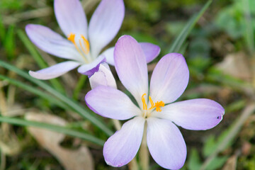 Elfenkrokusse (Crocus tommasianus 'Whitewell Purple') Makro