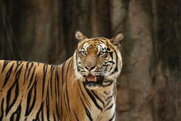 Portrait of Indochinese Tiger is looking for prey (Panthera tigris corbetti) in the natural zoo.Amazing tiger in the nature habitat.Wild dangerous animal concept.